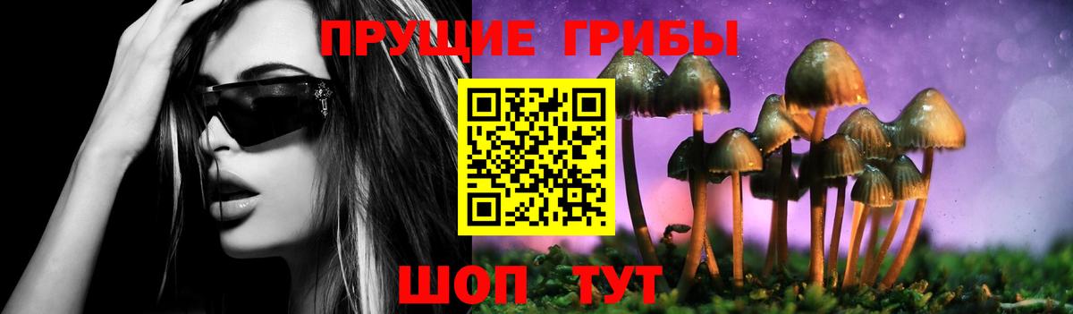 Галлюциногенные грибы Psilocybine cubensis Пятигорск